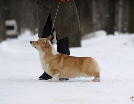 Питомник Вельш Корги